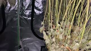 How I dry my cannabis!!!