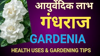 Gardenia/गंधराज; Medicinal Benefits, uses &amp; gardening guide #jasmine #biodoors #gandhraj #ayurveda 