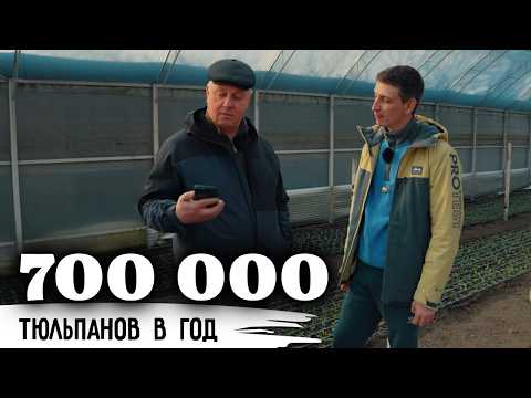 When the father believed, and the sons continued//700,000 tulips a year