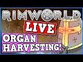 Rimworld IS A PERFECTLY BALANCED GAME WITH NO EXPLOITS - Organ Harvesting Live (BIRTHDAY STREAM)