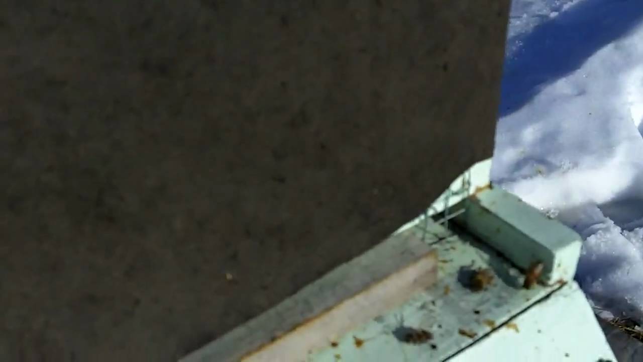 January cleansing flights