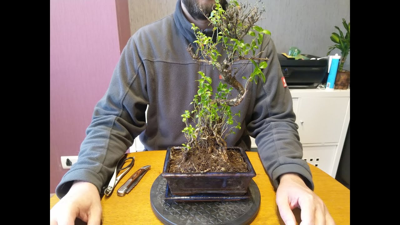 Junischnee Bonsai schneiden im Zeitraffer / Cut Serissa Bonsai time lapse /  Serissa japonica bonsai - YouTube