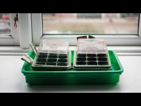 Video: Genovese basilikumbrug – Sådan dyrkes Genovese basilikumplanter i urtehaven