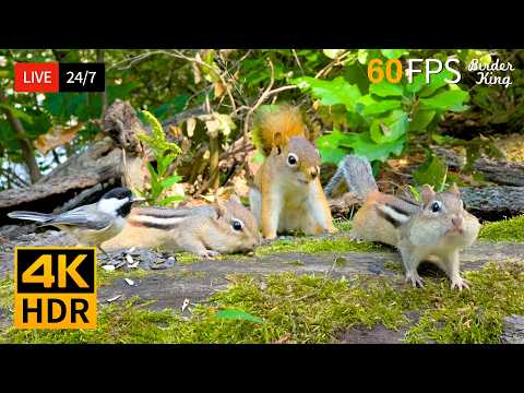🔴 24/7 LIVE: Cat TV 😺 Summer Fun with Chipmunks, Squirrels and Birds 🐿  4K Cat Games HDR