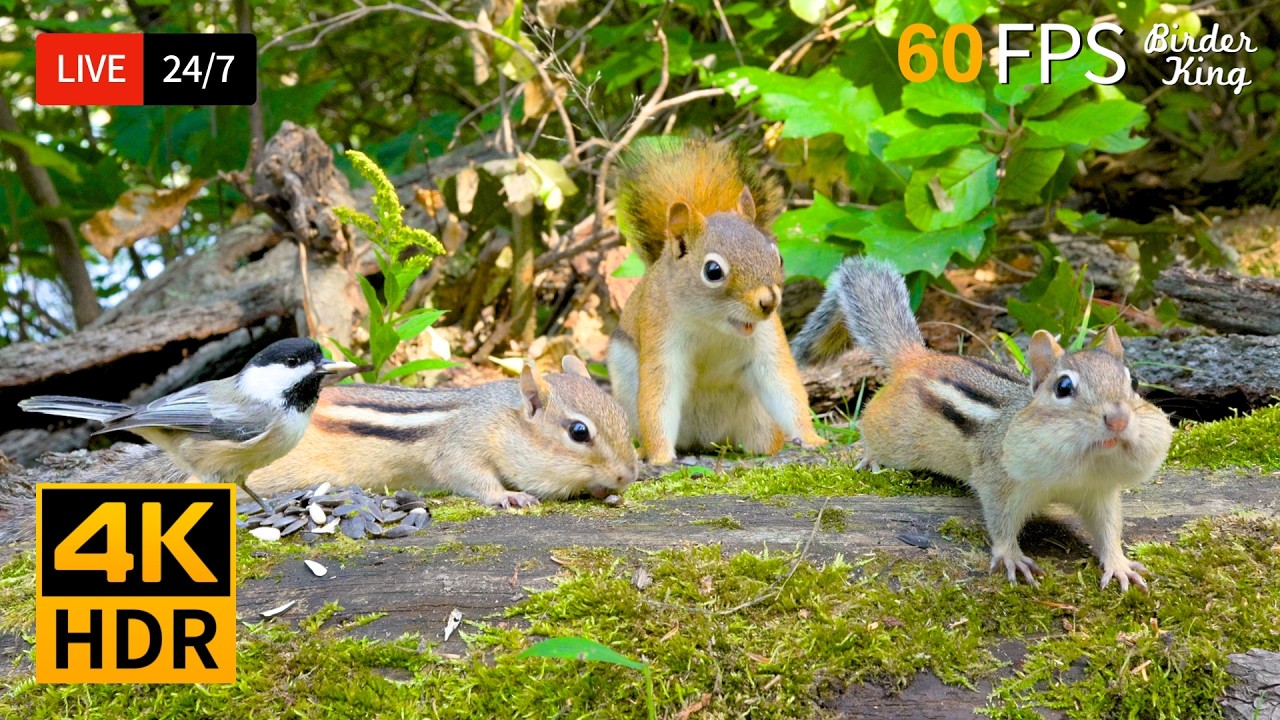 🔴 24/7 LIVE: Cat TV 😺 Summer Fun with Chipmunks, Squirrels and Birds 🐿  4K Cat Games HDR