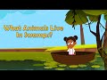 What Animals Live In Swamps? | Swamp Animals | Animal Facts | Facts for Kids