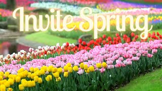 Thousands of Flowers -Invite Spring to Your Home | Solo Piano Delicate Music