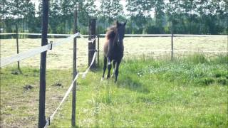 Oleaje Muguet is very talentfull for Classical Dressage. screenshot 4