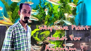 What Are The Benefits Of Live Plant For Aquarium
