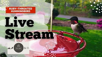 Live - Relaxing Ruby-Throated Hummingbird Feeder Visits for Calm and Meditation, 12 hours of video