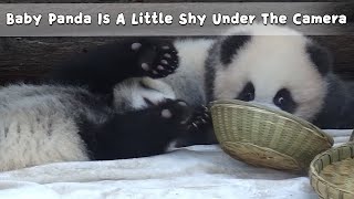Baby Panda Is A Little Shy Under The Camera | iPanda screenshot 2