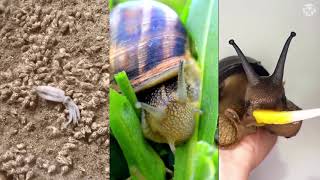 🐌