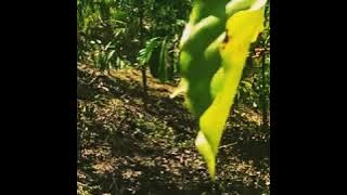 Gitar tunggal ciri khas lagu daerah semende.