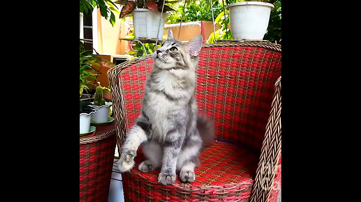 Video 900291: tabby mainecoon, tabby female, blue tabby, cfa