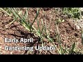 Early april gardening update  both outdoors and indoors