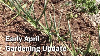 Early April Gardening Update - Both Outdoors and Indoors