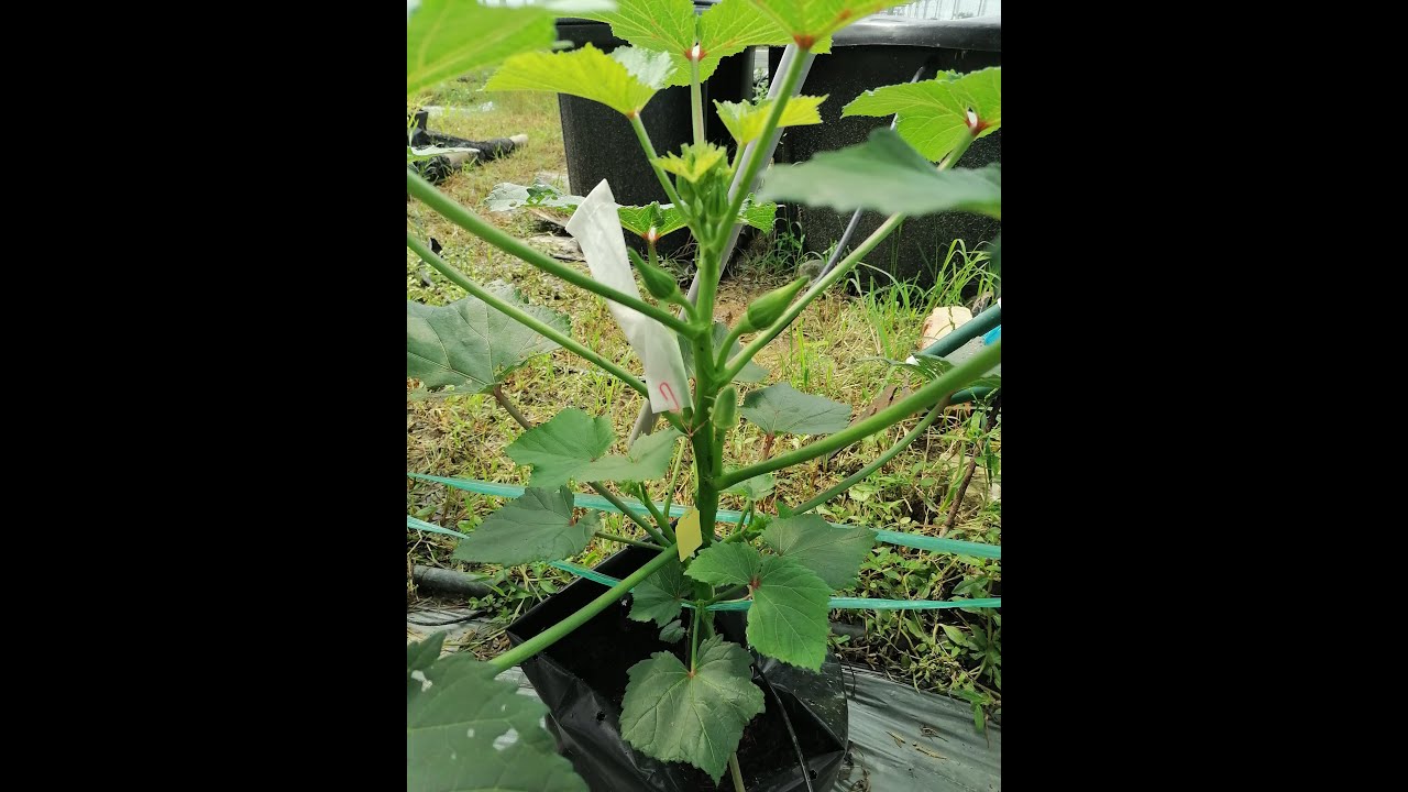 My project at FPL, UMS