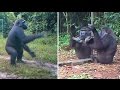 A Young Gorilla’s Reactions to his Reflections in Mirrors In Gabonese Jungle : a Dancer? a Drummer?