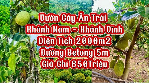 Vườn Cây Ăn Trái Khánh Nam Siêu Rẻ