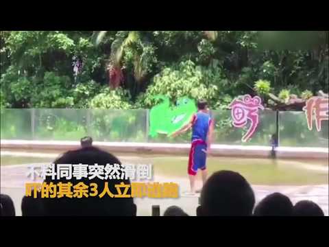 男子欲表演鳄鱼杂技 同事突然滑倒吓跑大家