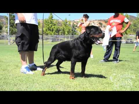195 lb rottweiler rottweilers year him grow doovi 195 lb rottweiler rottweilers year him grow doovi