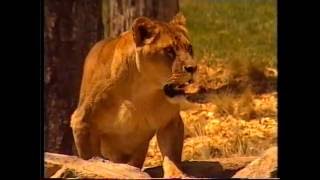 TV ads National Zoo \u0026 Aquarium 2001