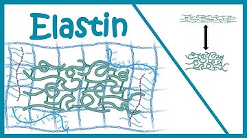 Elastin