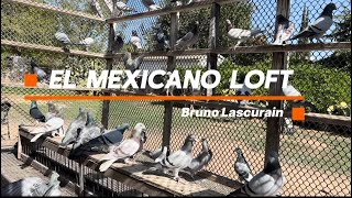Meet the Champion! El Mexicano Loft – 1st Place FVC Futurity Winner 🔥