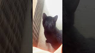 Kitties Be Loungginnnn