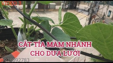 VIDEO 3: CẮT TỈA MẦM NHÁNH CHO DƯA LƯỚI ( CẮT NHỮNG NHÁNH KHÔNG CÓ HOA CÁI)