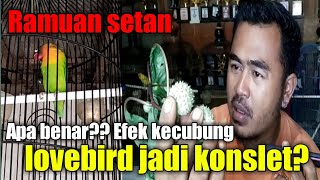 manfaat kecubung untuk lovebird apakah konslet apa justru malah rusak