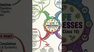 life processes class 10 onesot revision #lifeprocesses #class10 #science #respiration#transportation