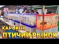 Харьков  Птичий Рынок во время военного положения! Ассортимент и цены на рыбок!