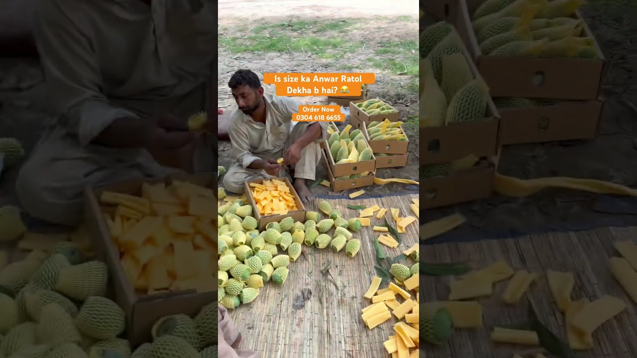 Export quality Anwar Ratol Mango, king of Mangoes. Sweet mango #fruit #pool #gift