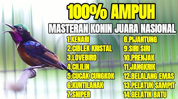 MASTERAN TERBAIK KONIN JUARA NASIONAL FULL MATERI TEMBAKAN MEWAH