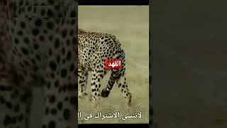 الفهد أسرع