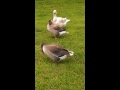 Life of domestic geese