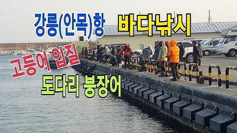 강릉 바다낚시"강릉항 고등어 낚시" 안목항 원투낚시,붕장어,도다리