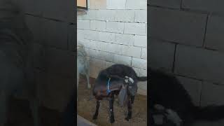 Halep Şami Keçisi Nedir #halepkeçisi