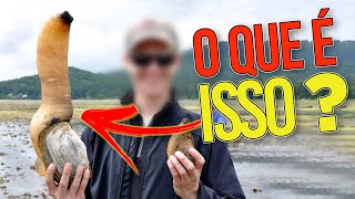 As 10 maiores CRIATURAS marinhas do MUNDO