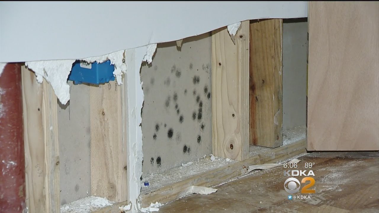Many Local School Districts Find Themselves Dealing With Mold Issues