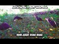 Wow..! jerat burung ruak ruak disini luar biasa!! bird trap