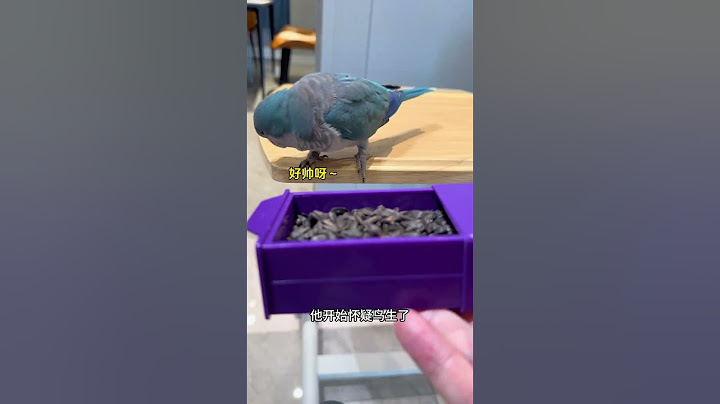 胖胖：被魔法彻底征服了！#小鸟互动 #搞笑 #pets #birds #parrot #animals #cute #funny #治愈#shorts