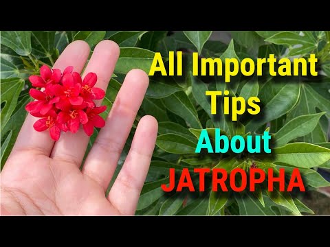 Video: Jatropha-boominligting - Kom meer te wete oor Jatropha-plantversorging en -gebruike