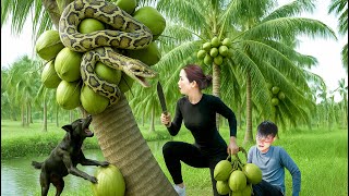 Risking Life to Harvest Coconuts — Giant Python Attacks! | Thai and Huyen