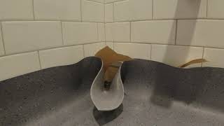 Flash Cove Bathrooms
