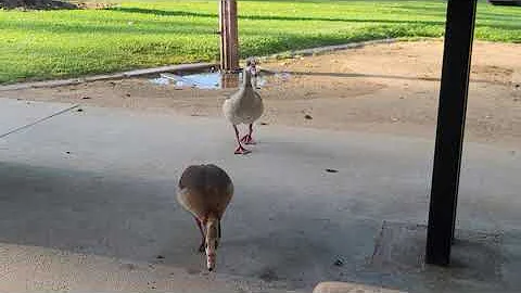 Egyptian Geese!