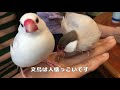 【Bird cafe】鳥カフェに行って来ました２　Cute gestures of birds２