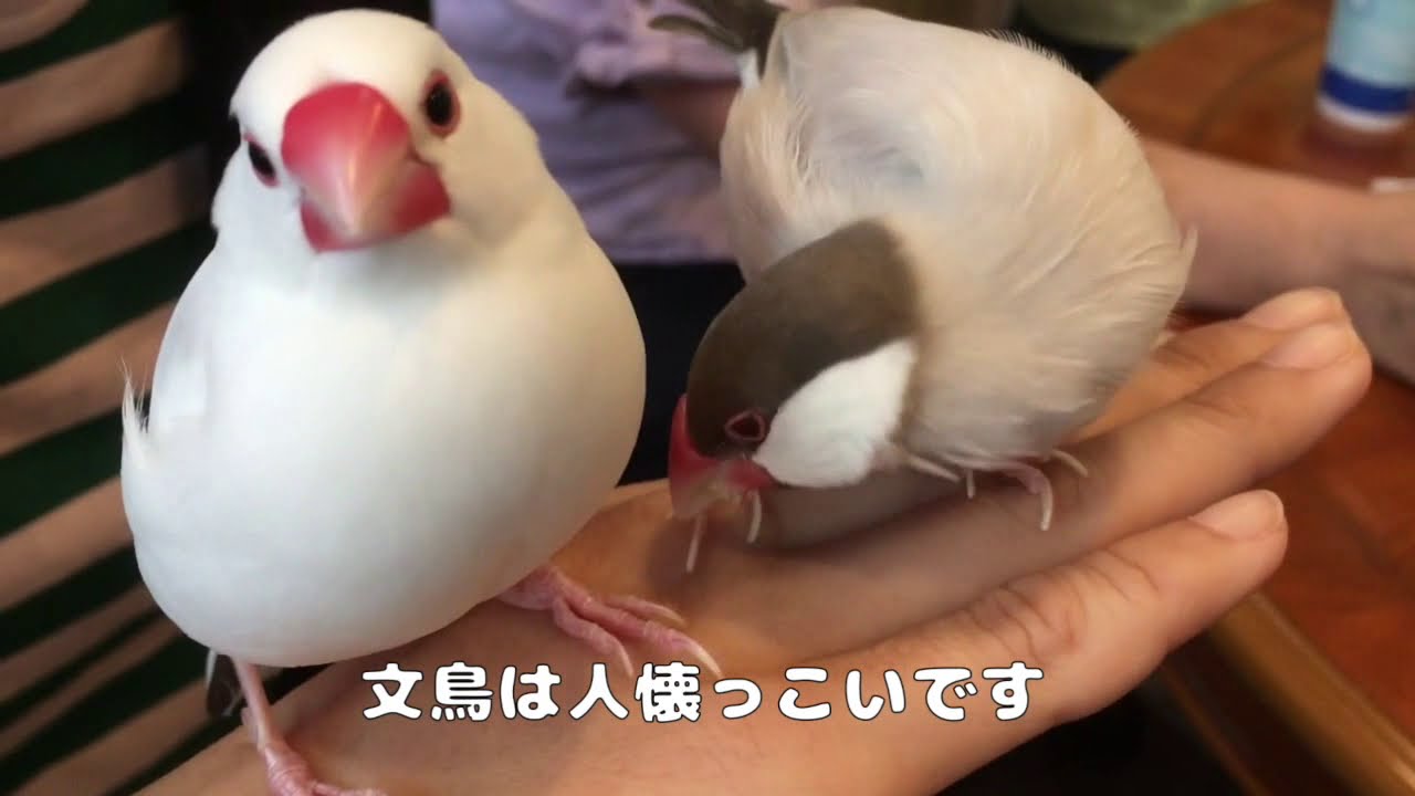【Bird cafe】鳥カフェに行って来ました２　Cute gestures of birds２