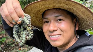 Zats, Los Gusanos Convertidos En Manjar De La Cocina Mexicana